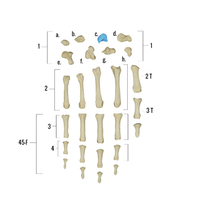 Real Human Hand - Individual Bones