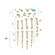 Real Human Hand - Single Individual Bones
