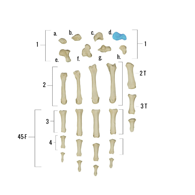 Real Human Hand - Single Individual Bones