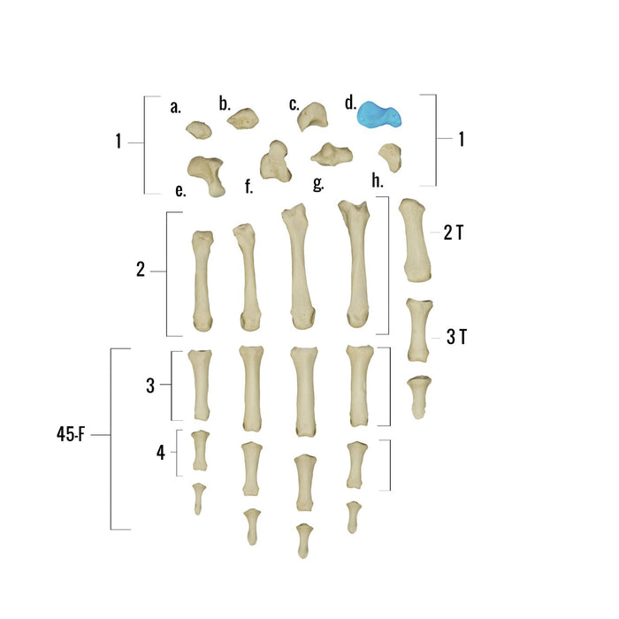 Real Human Hand - Individual Bones