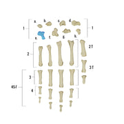 Real Human Hand - Single Individual Bones