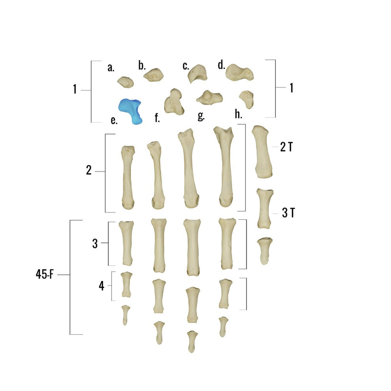 Real Human Hand - Single Individual Bones