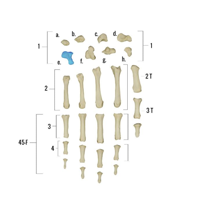 Real Human Hand - Individual Bones