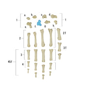 Real Human Hand - Single Individual Bones