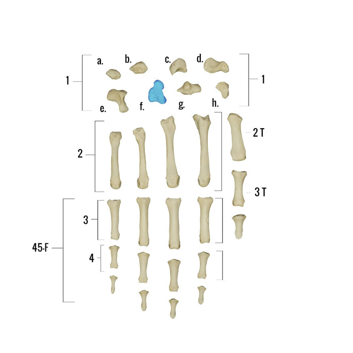 Real Human Hand - Individual Bones