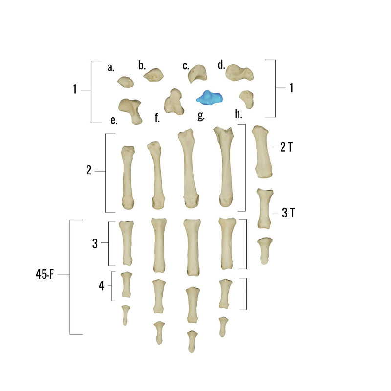 Real Human Hand - Single Individual Bones