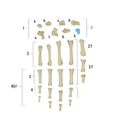 Real Human Hand - Single Individual Bones
