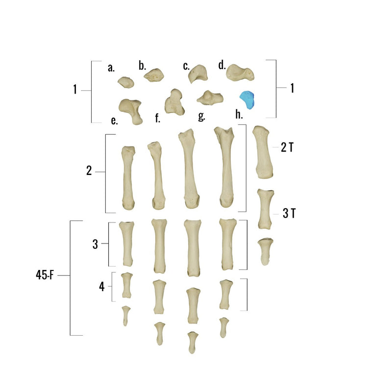 Real Human Hand - Single Individual Bones