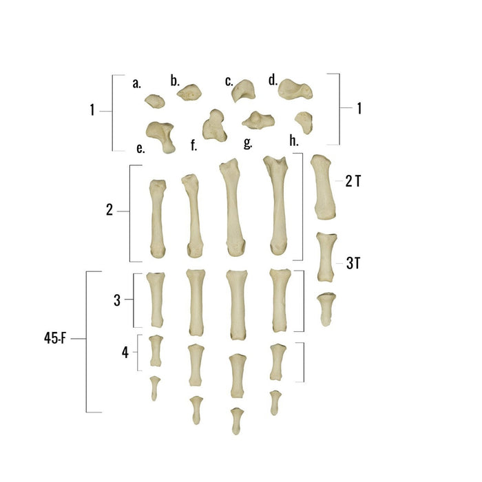 Real Human Hand - Individual Bones