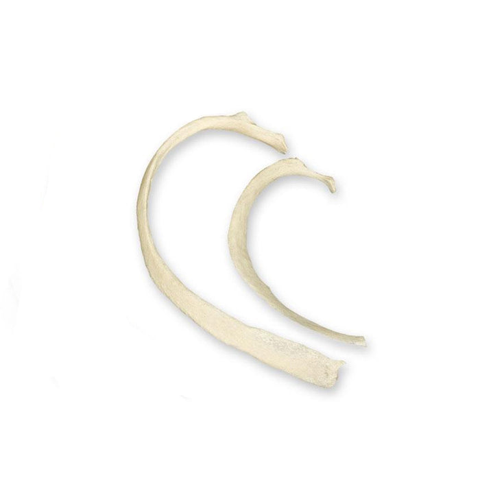 Real Human Rib - Single For Sale — Skulls Unlimited International, Inc.