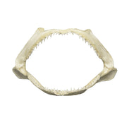 Real Shark Jaw - Multiple Sizes