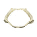 Real Shark Jaw - Multiple Sizes