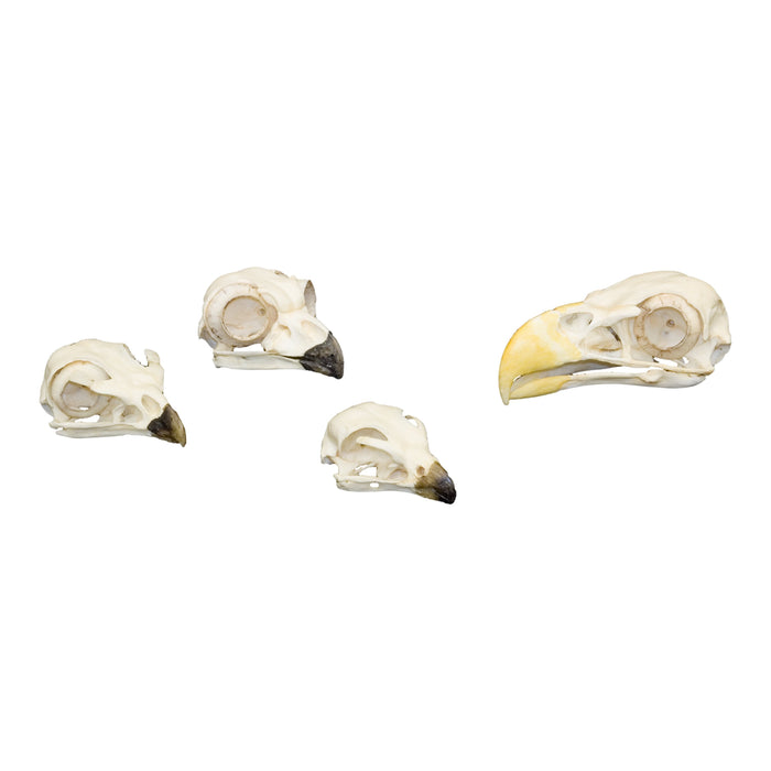 Replica Comparative Skull Kit - Birds of Prey