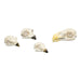 Replica Comparative Skull Kit - Birds of Prey
