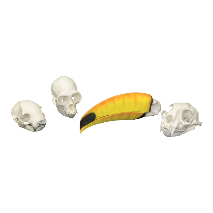 Replica Comparative Skull Kit - Rainforest Species