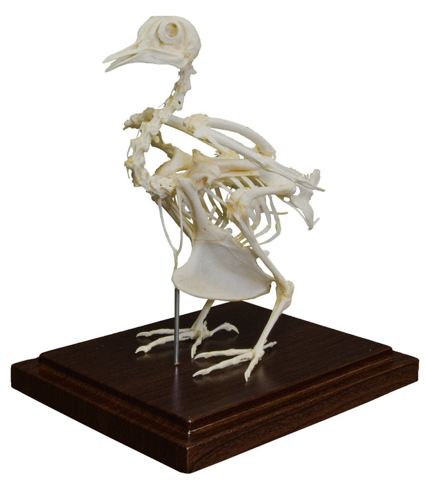 Real Pigeon Skeleton - Economy