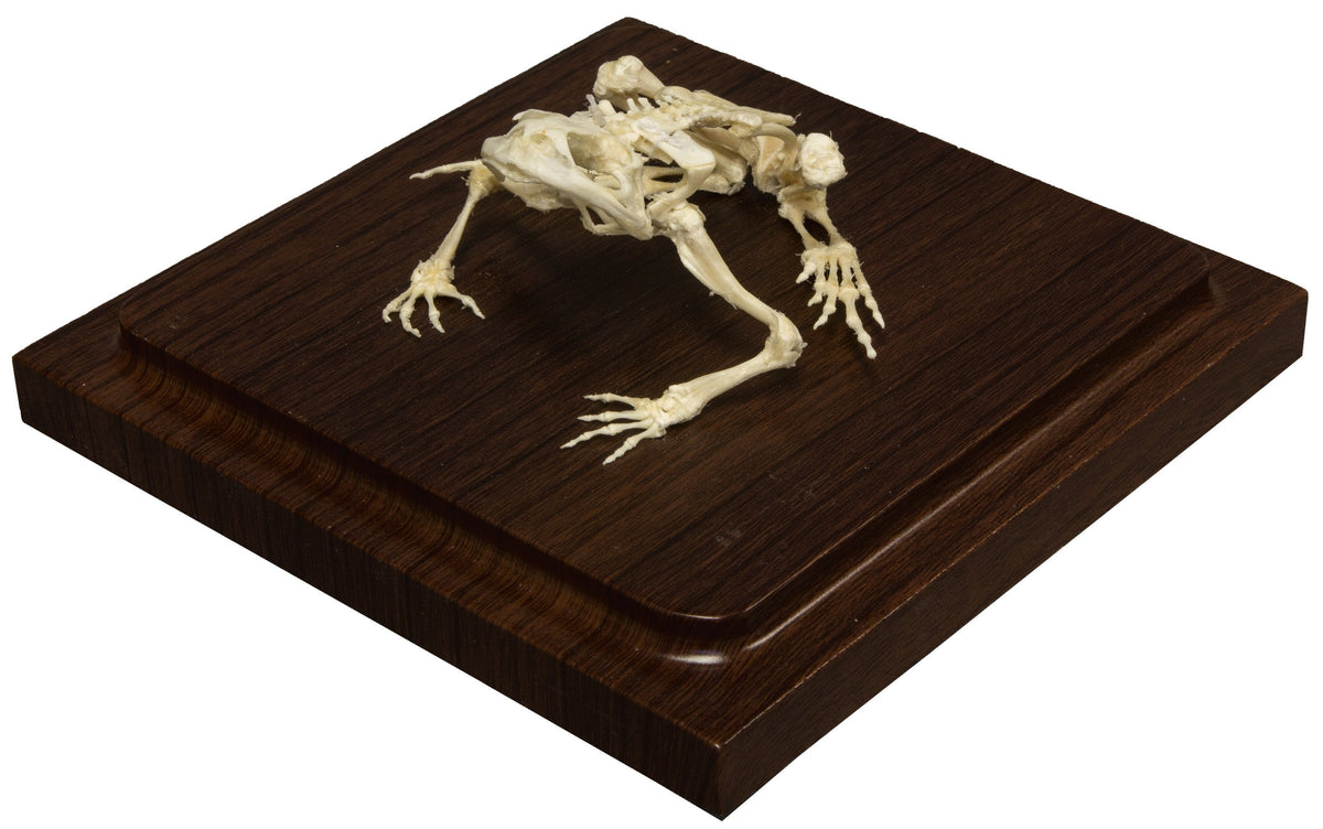 Real Common Bullfrog Skeleton - Economy — Skulls Unlimited