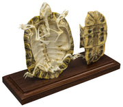 Real Turtle Skeleton With Scutes - Economy
