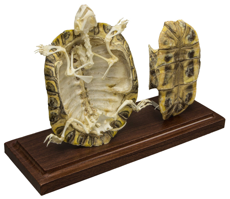 Real Turtle Skeleton With Scutes - Economy