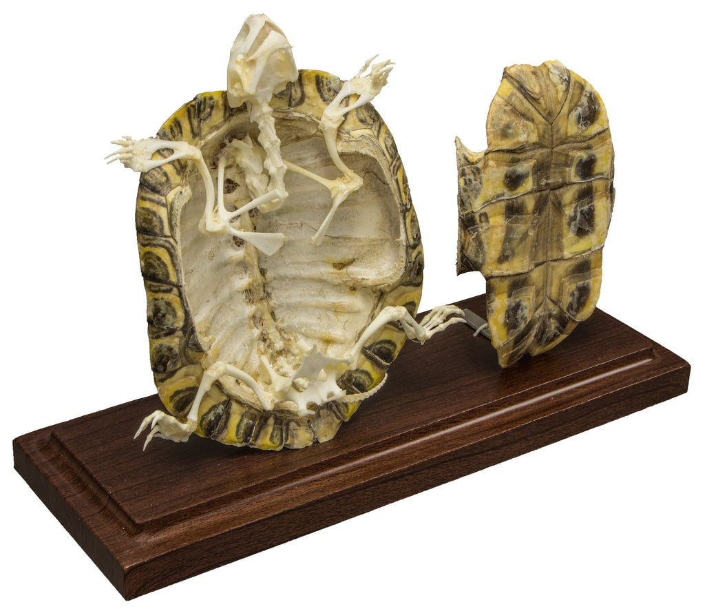 SK-315TurtleScutes_1024x1024.