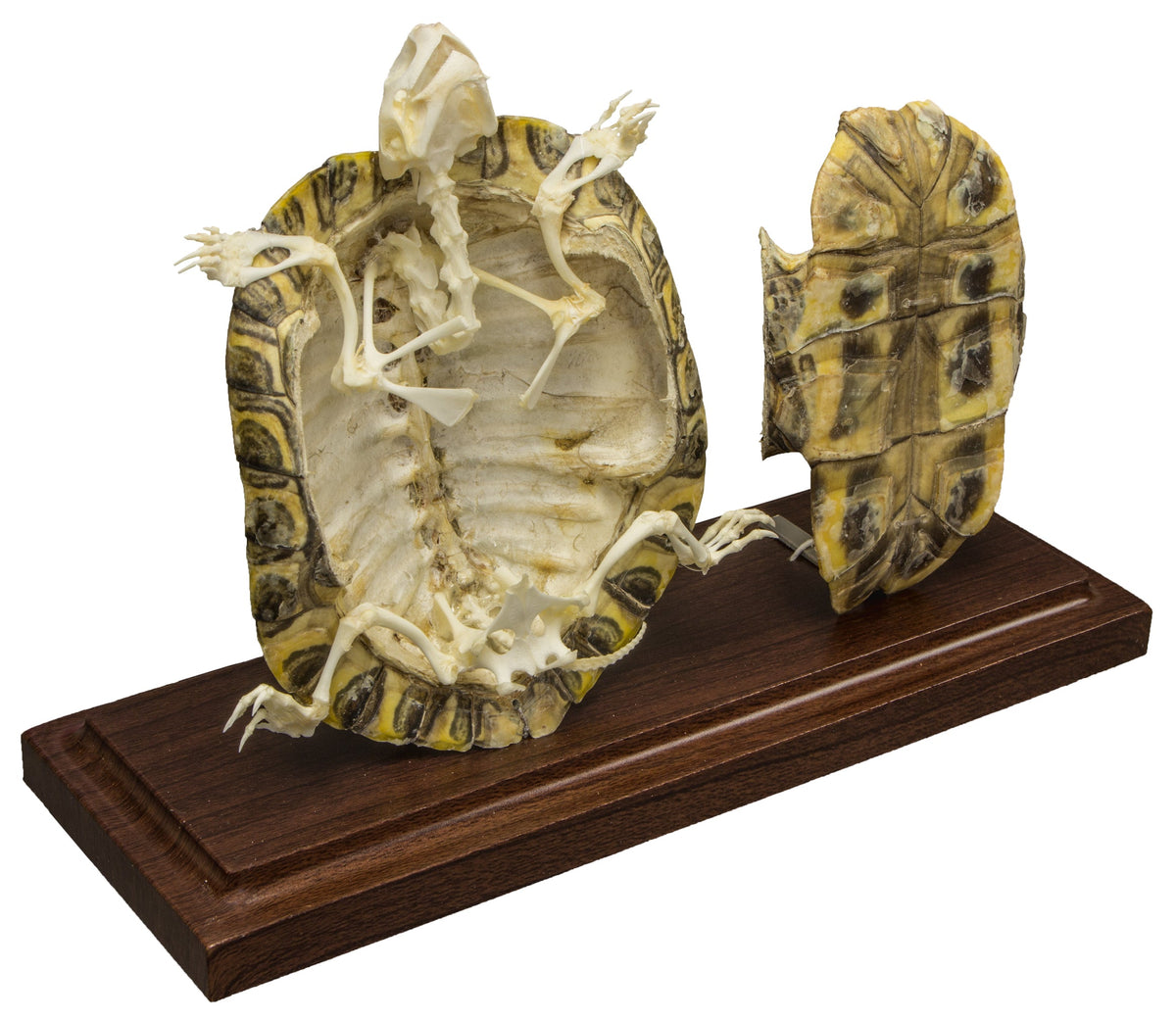 Real Turtle With Scutes Economy Skeleton For Sale — Skulls