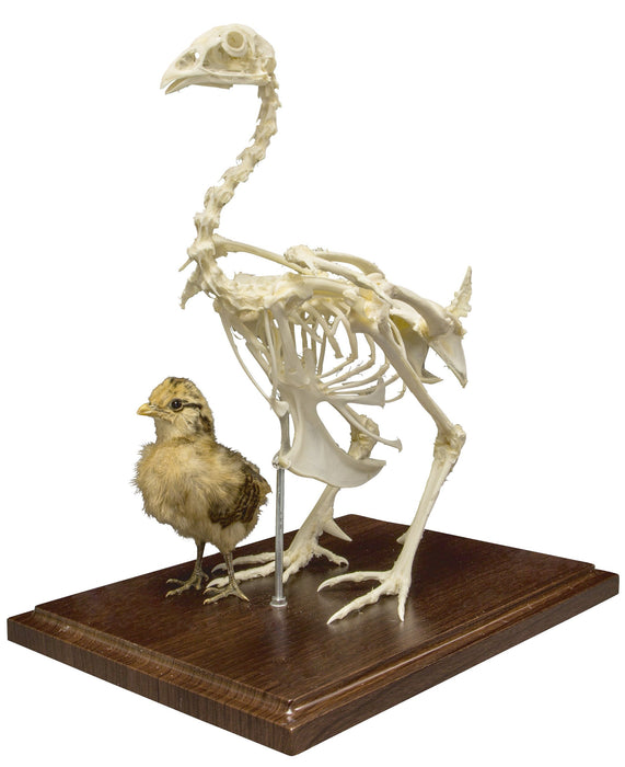 Real Chicken Skeleton - Economy