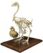 Real Chicken Skeleton - Economy