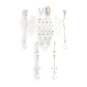 Real Domestic Dog Skeleton by Skulls Unlimited
