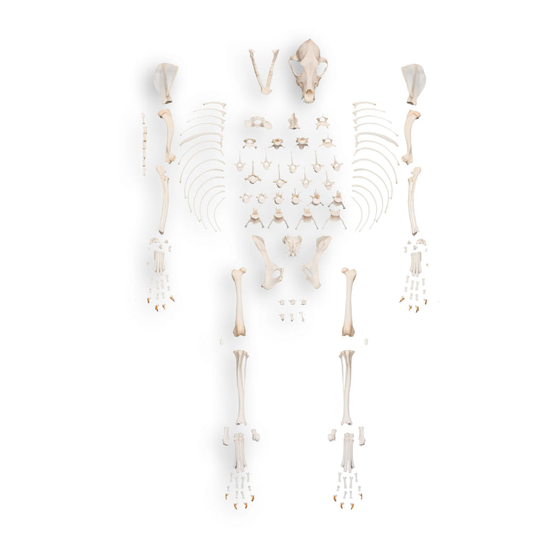 Real Domestic Dog Skeleton by Skulls Unlimited