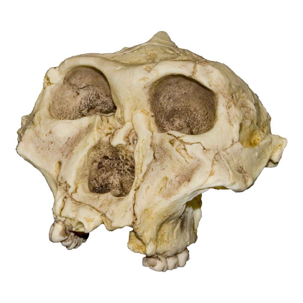Replica SK-48 Skull For Sale — Skulls Unlimited International, Inc.
