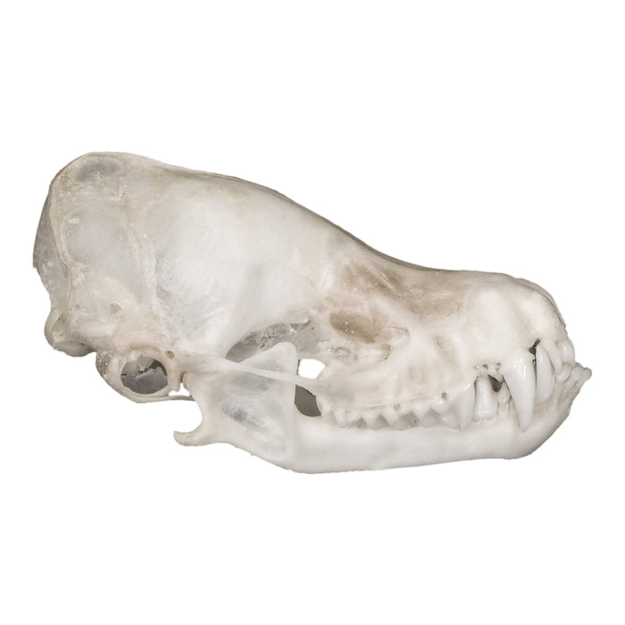 Real Bat Skull