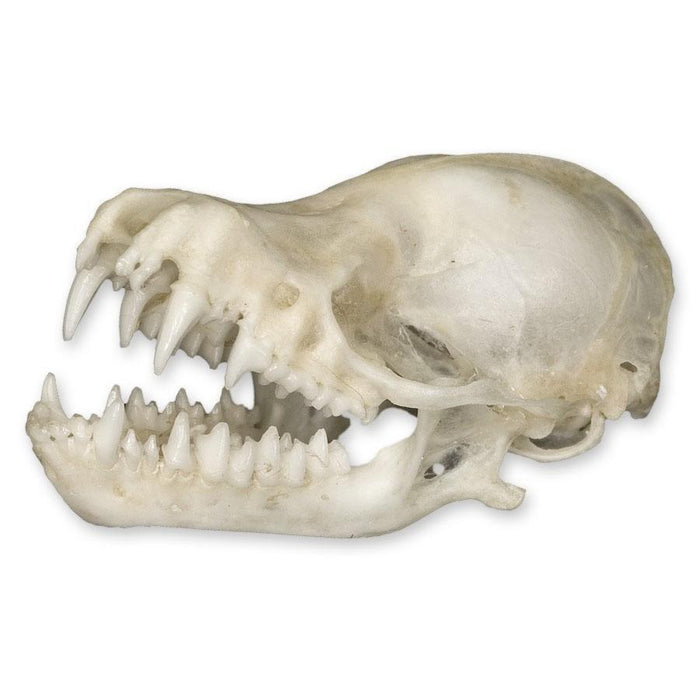 Real Bat Skull