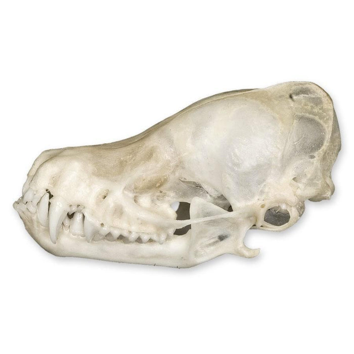 Real Bat Skull