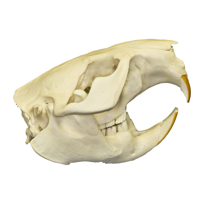 Real American Beaver Skull