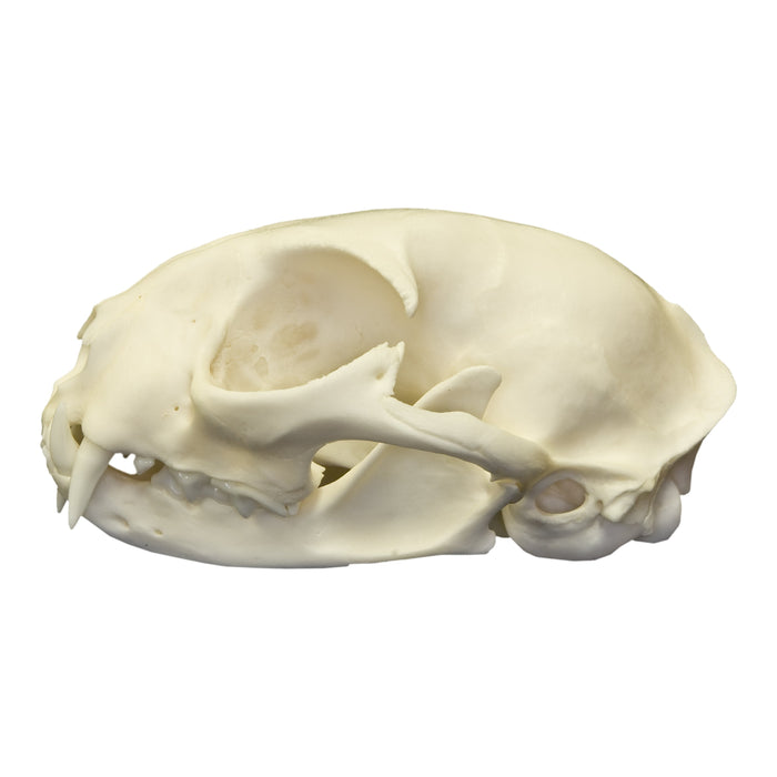 Real Domestic Cat Skull