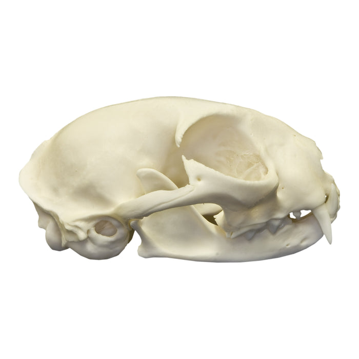 Real Domestic Cat Skull