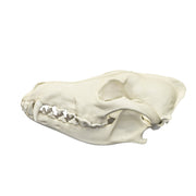 Real Predator and Prey Skull Set