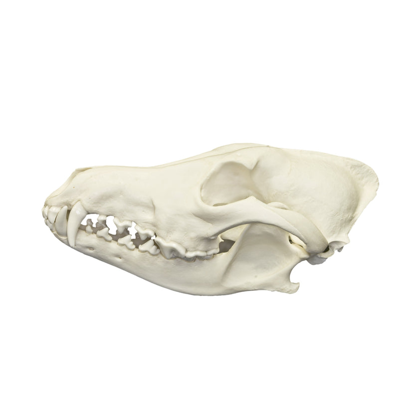 Real Predator and Prey Skull Set