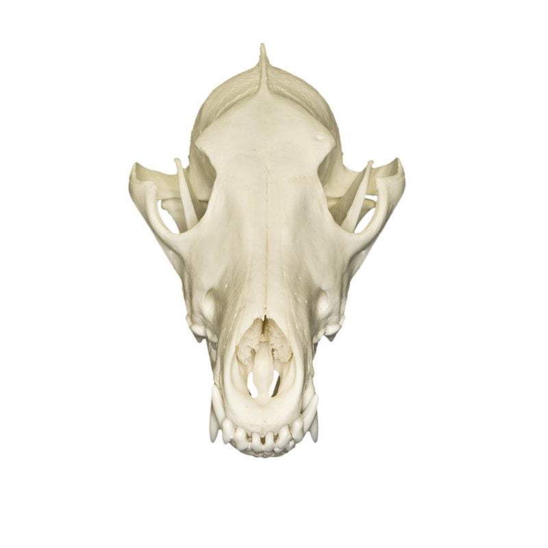 Real Predator and Prey Skull Set