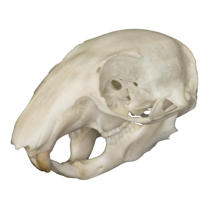 Real Chipmunk Skull