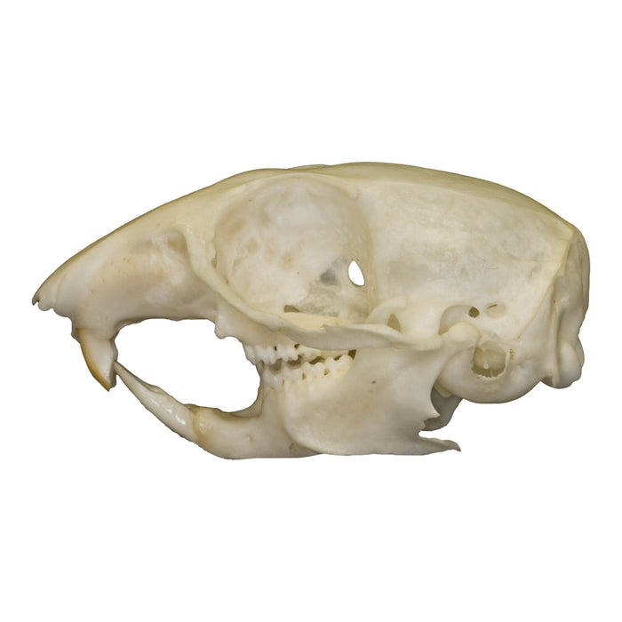 Real Chipmunk Skull