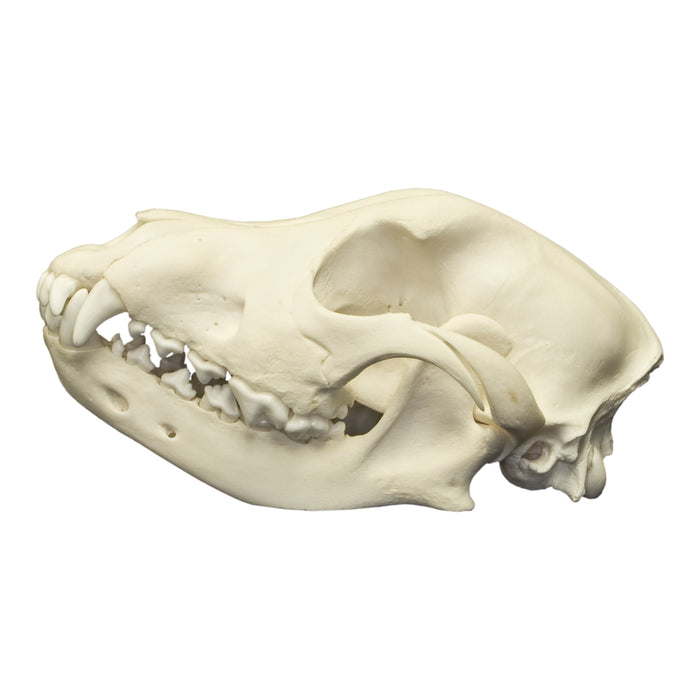 Real Domestic Dog Skull