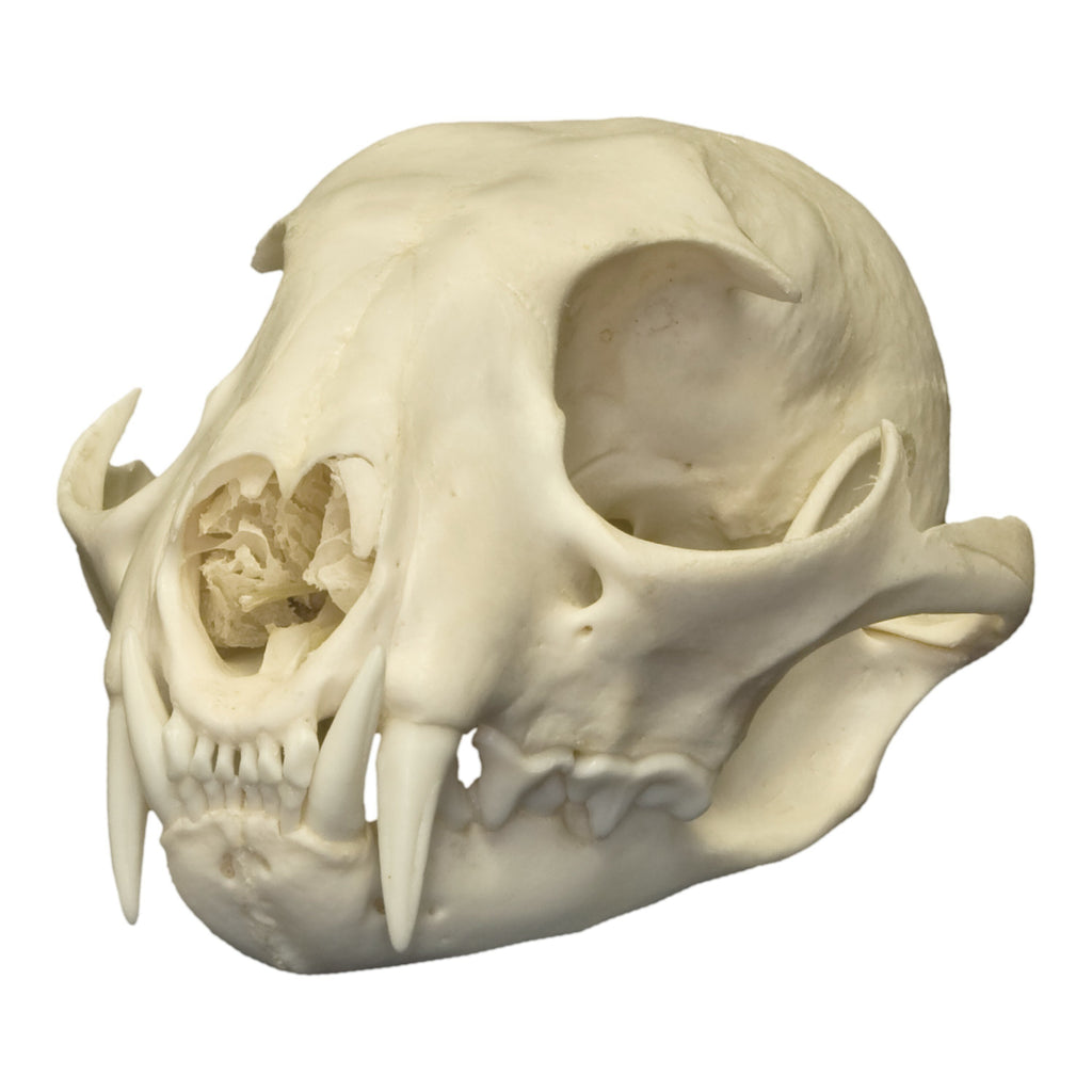 Real Canadian Lynx Skull For Sale — Skulls Unlimited International