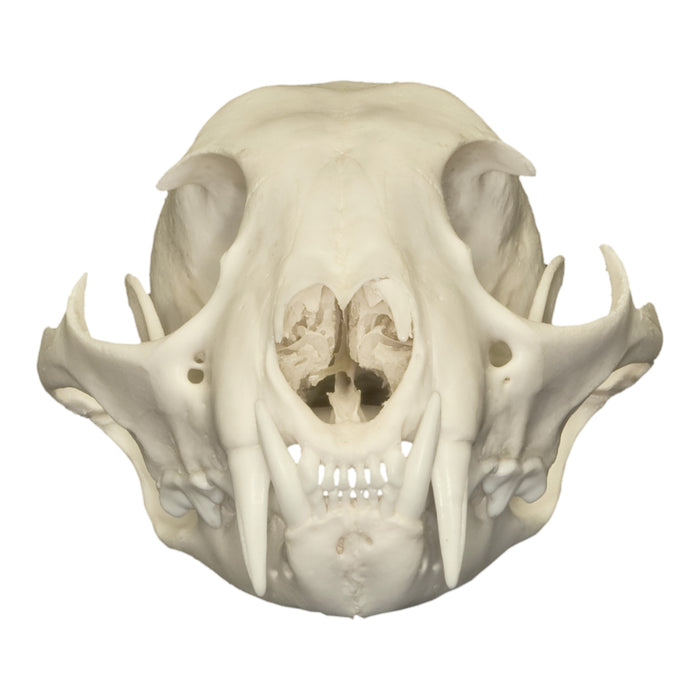 Real Canadian Lynx Skull