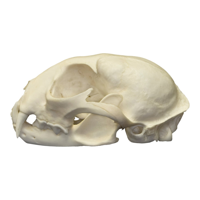 Real Canadian Lynx Skull