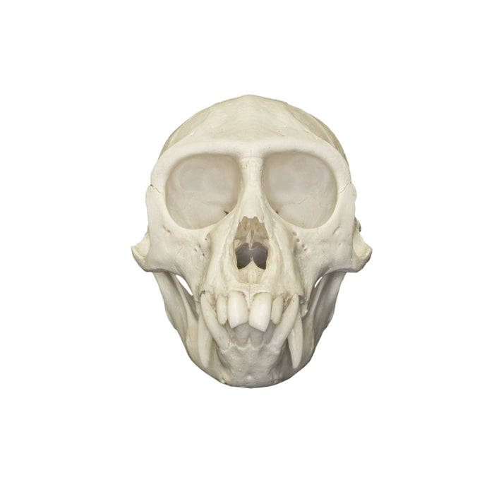 Real Vervet Monkey Skull - Male