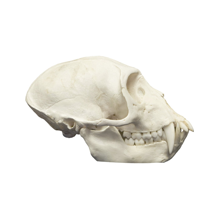 Real Vervet Monkey Skull - Male