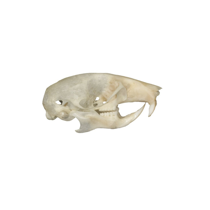 Real Mouse Skull