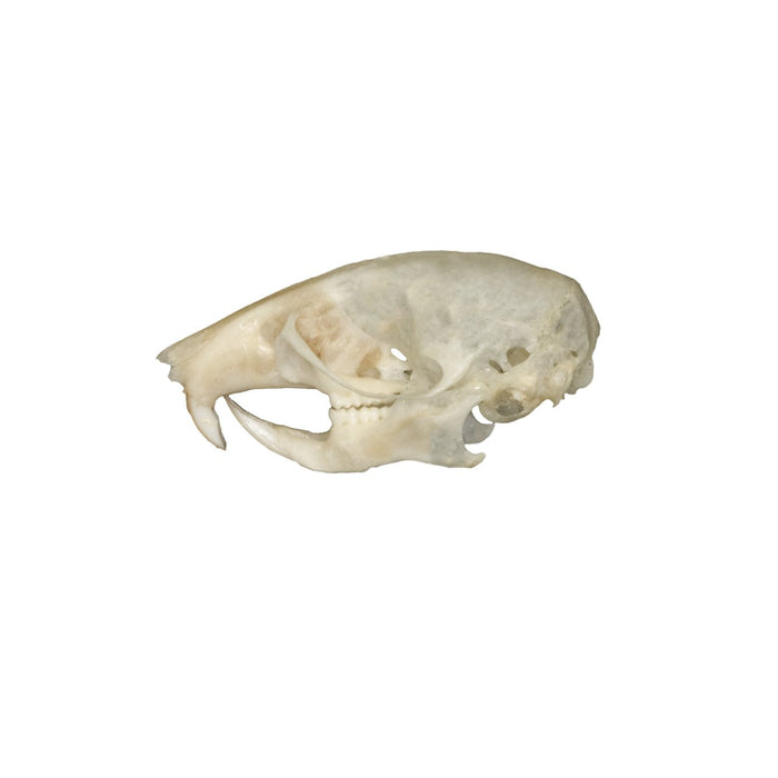 Real Mouse Skull