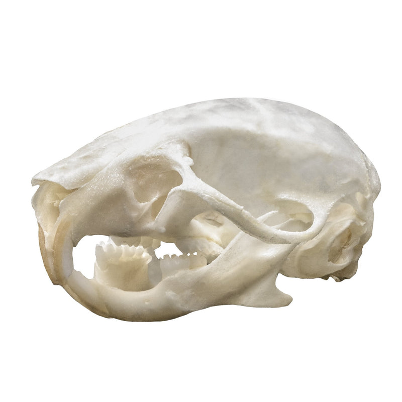 Real Mouse Skull